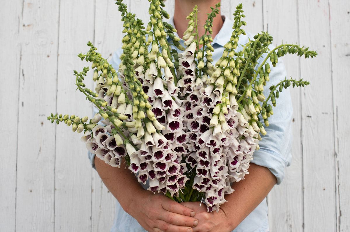 Pam’s Choice – Digitalis Seed